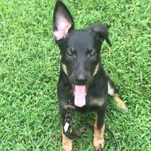 Meet your Posher, Callie